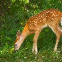 Deer Fence Guys image 1